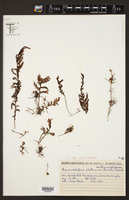 Hymenophyllum ciliatum image