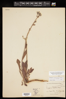 Eriogonum hieracifolium image