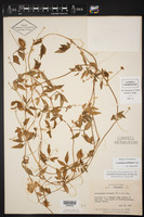 Cyclanthera naudiniana image