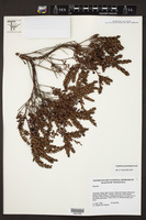 Gaultheria myrsinoides image