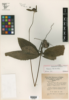 Image of Lasianthaea ritovegana