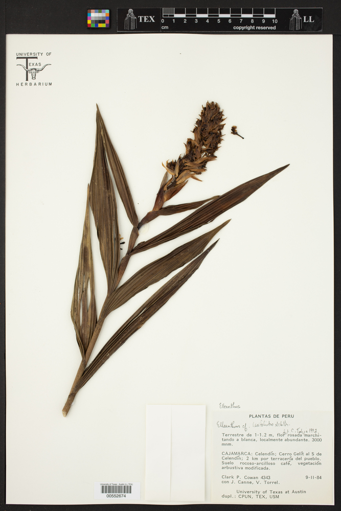 Elleanthus laxifoliatus image