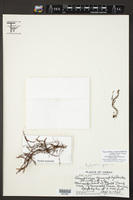 Adenophorus hymenophylloides image