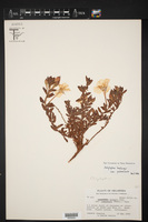Calylophus hartwegii image