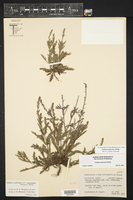 Verbena canescens image