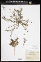 Thymophylla tenuiloba image