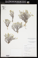Thymophylla micropoides image
