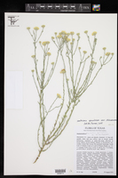 Xanthisma spinulosum var. chihuahuanum image