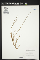 Ephedra pedunculata image