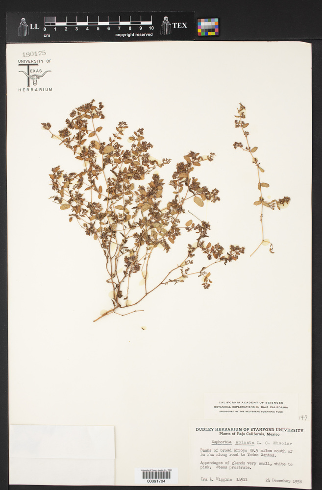 Euphorbia apicata image