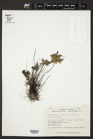Notholaena sulphurea image