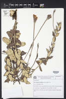 Macrosiphonia longiflora image