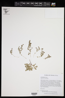 Euphorbia astyla image