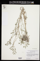 Antiphytum floribundum image
