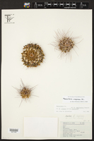 Mammillaria magnimamma image