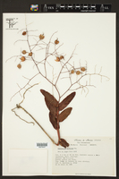 Epidendrum diffusum image