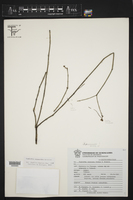 Euphorbia peganoides image