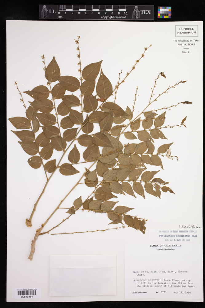 Phyllanthaceae image