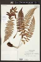 Polystichum trapezoides image