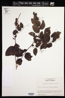 Phyllanthus botryanthus image