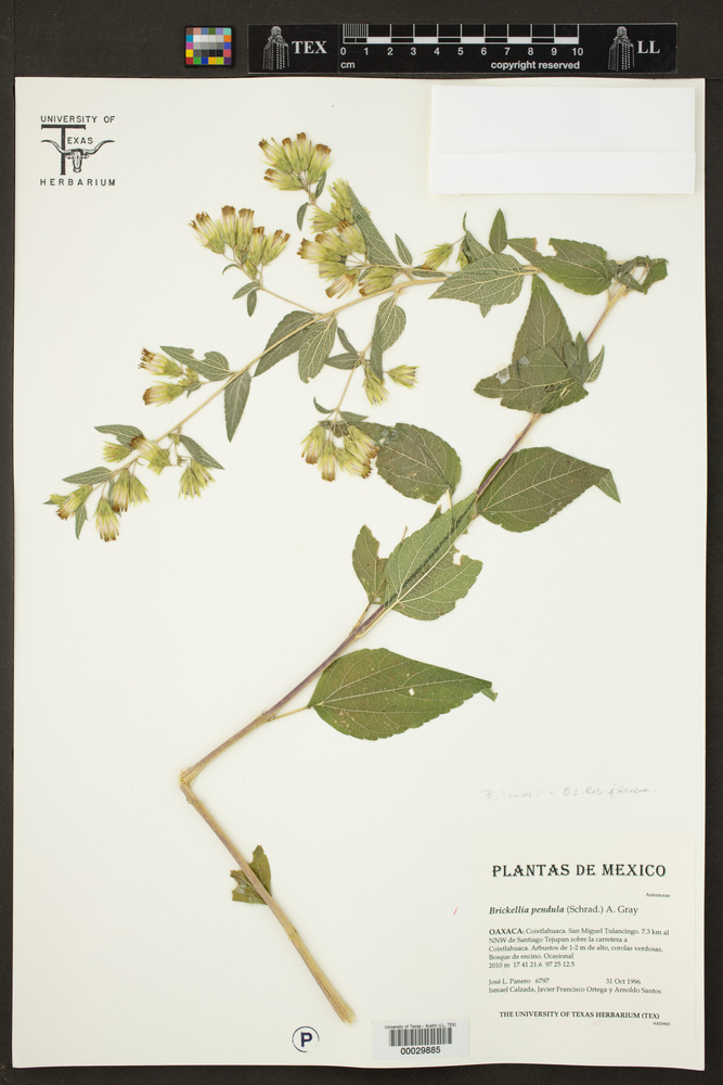 Brickellia lancifolia image