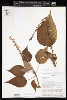 Croton lechleri image