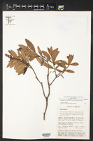 Comarostaphylis spinulosa image