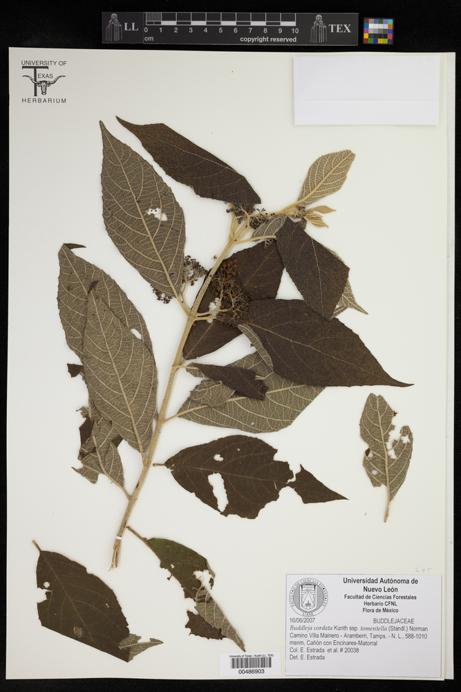 Buddleja cordata subsp. tomentella image