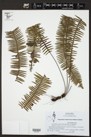 Polypodium diplotrichum image