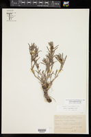 Salvia engelmannii image
