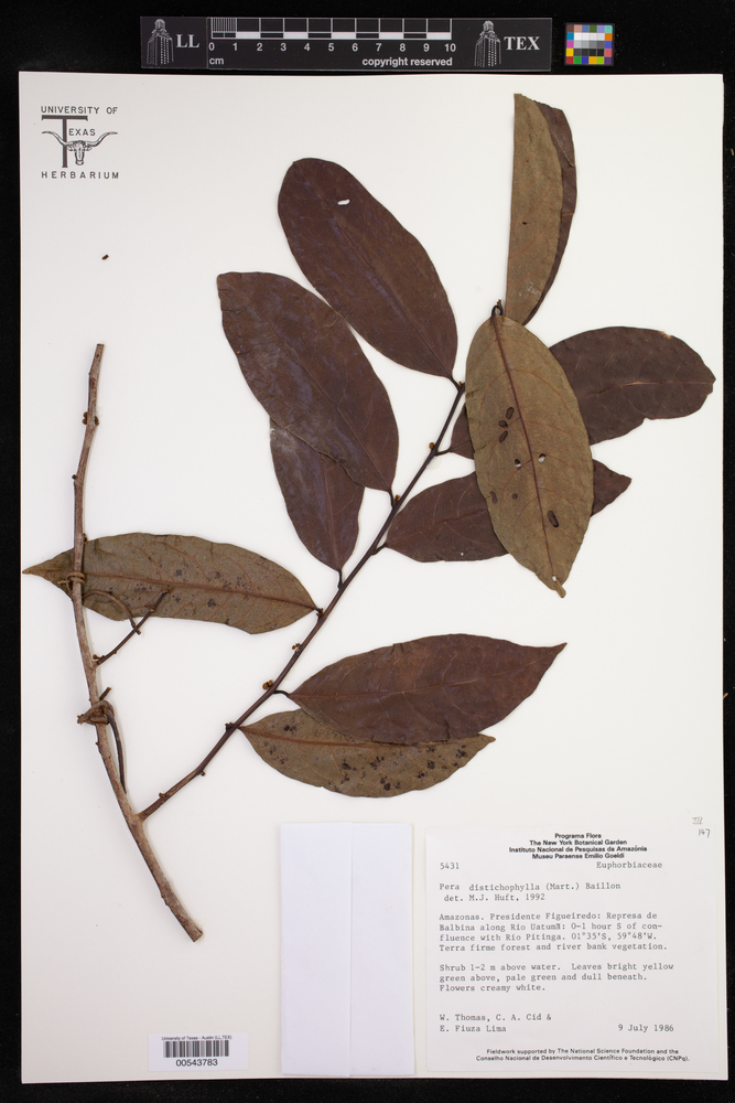 Pera distichophylla image