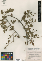 Rubus macvaughii image