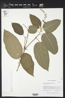 Croton miradorensis image