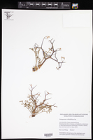 Image of Pelargonium crithmifolium