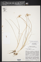 Allium canadense var. canadense image