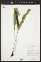 Elaphoglossum viride image
