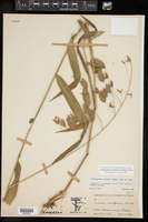 Chasmanthium latifolium image