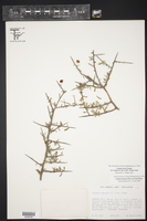 Castela erecta subsp. texana image