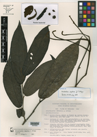 Image of Aristolochia impudica