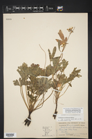 Delphinium carolinianum subsp. vimineum image