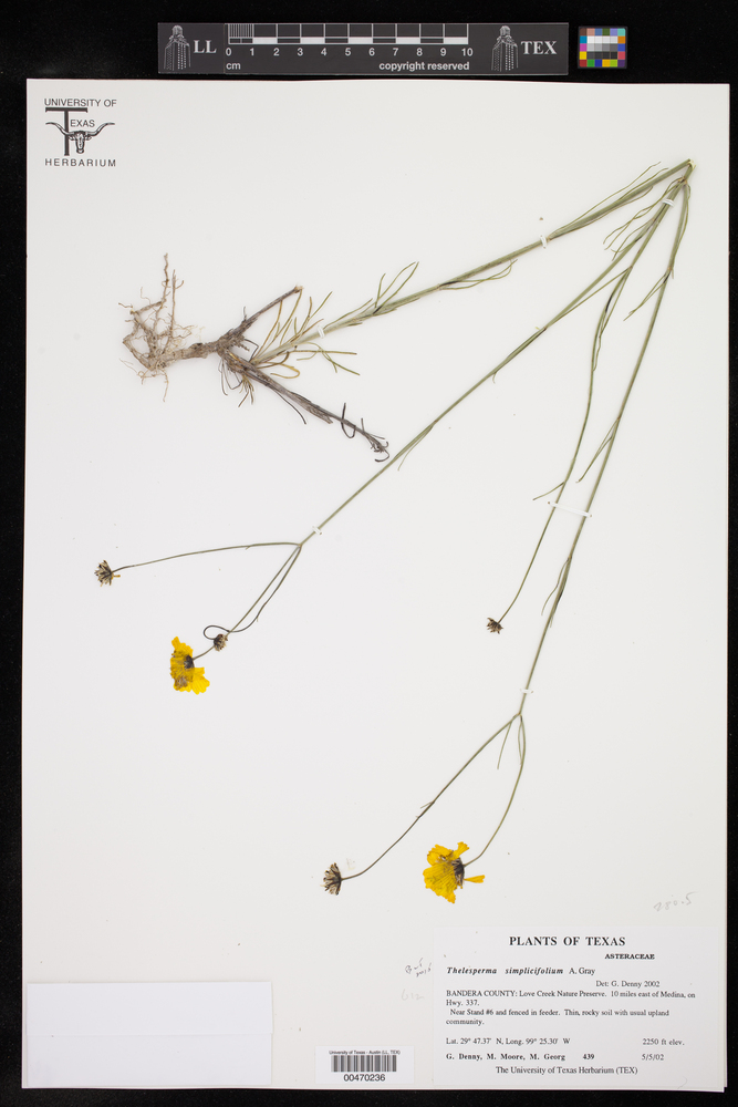 Thelesperma simplicifolium image