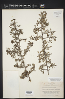 Phaulothamnus spinescens image