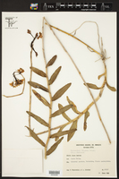 Epidendrum fulgens image