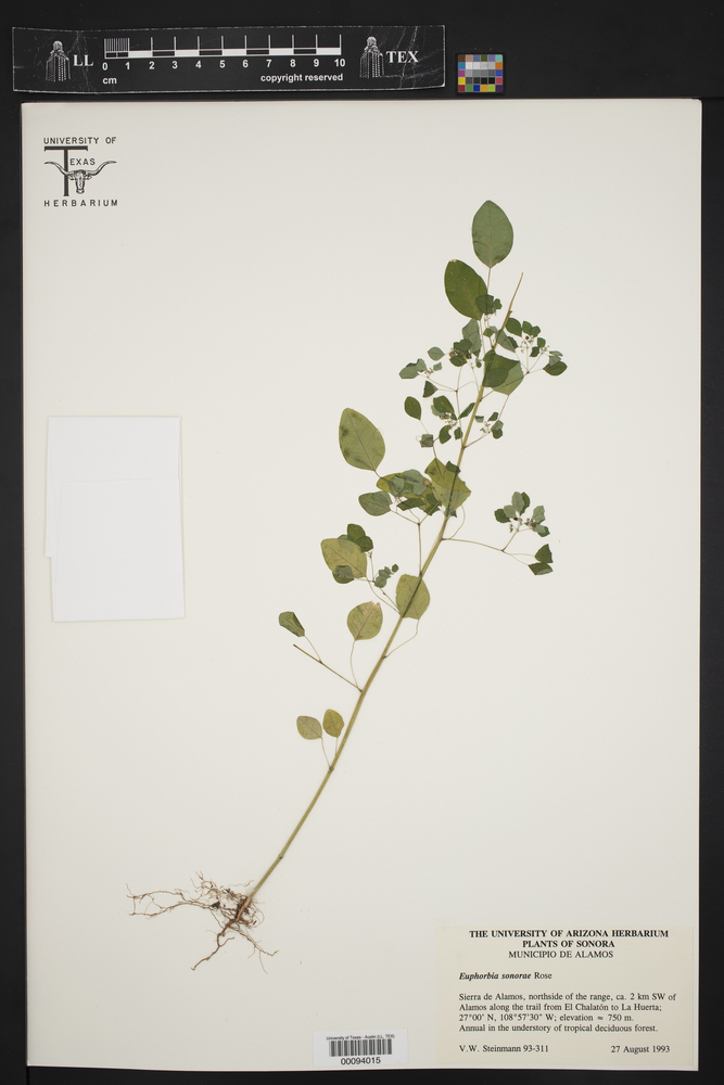 Euphorbia sonorae image