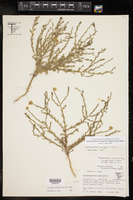 Arida parviflora image
