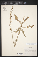 Streptanthus cutleri image