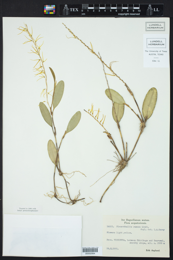 Acianthera ramosa image