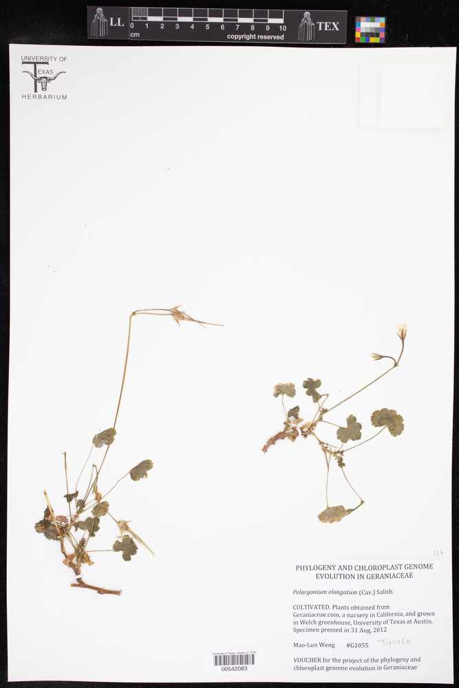 Pelargonium elongatum image