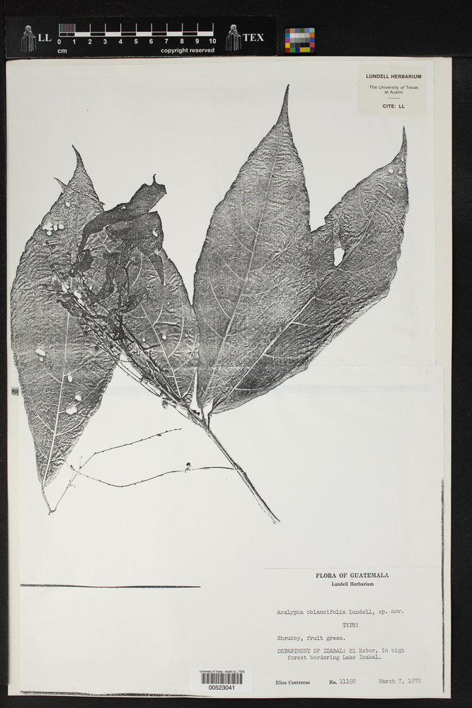 Acalypha oblancifolia image