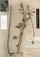 Thelypodium longipes image